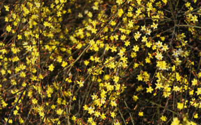 Plantas trepadoras aromáticas – Jazmines