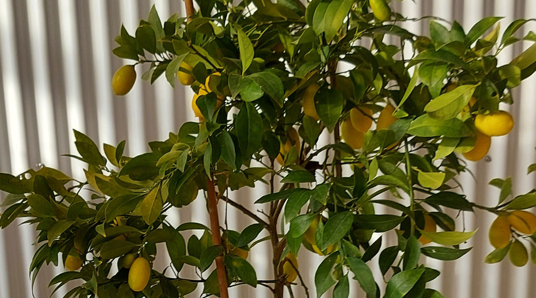 Kumquat en Tot en Ú