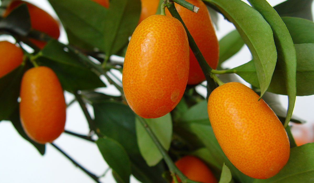 Kumquat en Tot en Ú