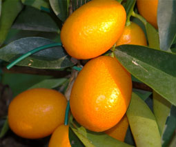 Kumquat (Citrus margarita = Fortunella margarita)