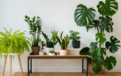 Plantas de interior que purifican el aire