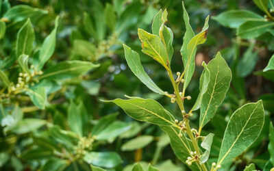 Laurel para el jardín