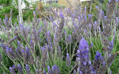 Comprar plantas aromáticas en Valencia