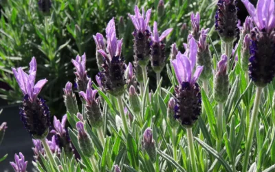 Plantas aromáticas para balcones y terrazas