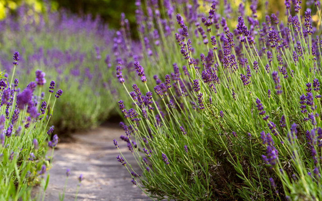 Lavandula angustifolia