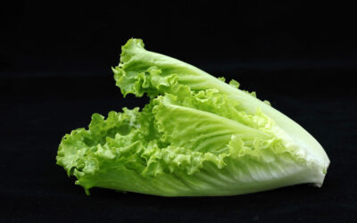 Cultivar Lechuga romana