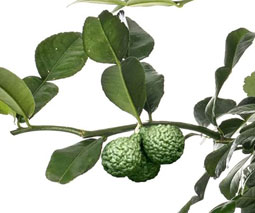 Frutos de Lima Kaffir
