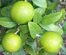 Lima (Citrus aurantifolia)