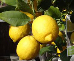 Limonero, Citrus limón