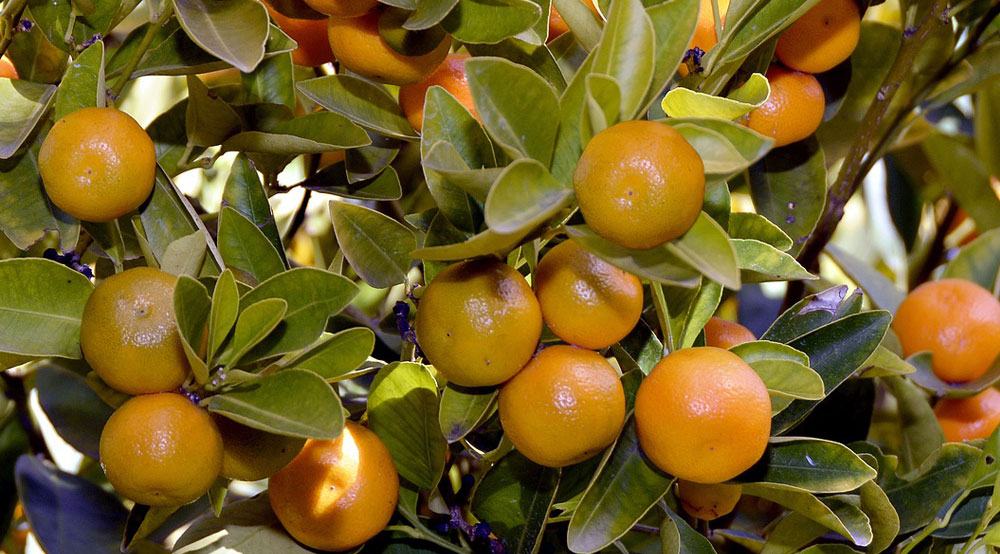 Mandarinas
