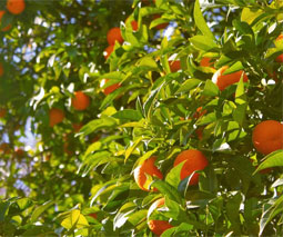 Mandarinas (Citrus reticulata)