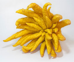 Mano de Buda (Citrus medica)