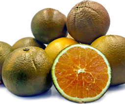 Naranja Navel chocolate