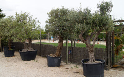 Olivos centenarios para terrazas
