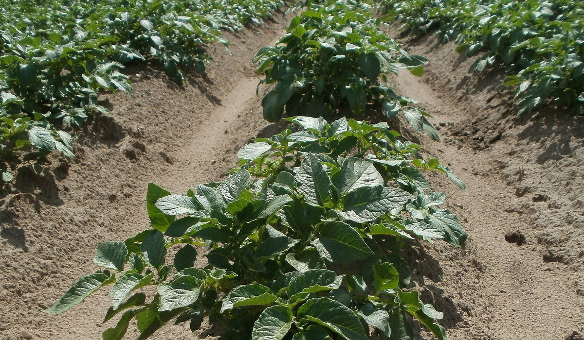Patatas en cultivo