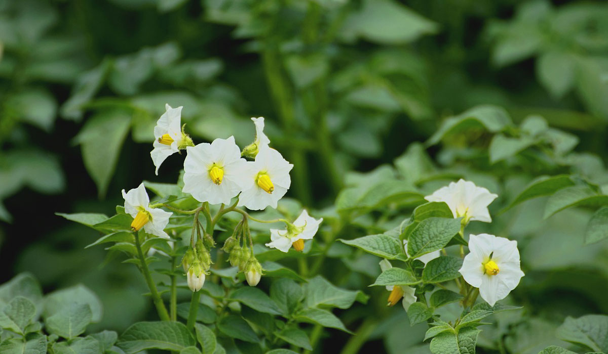 Flores de patata