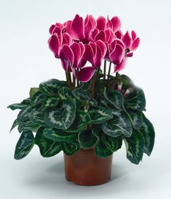 Cyclamen, flores de invierno | Jardinería TOT en U en Valencia