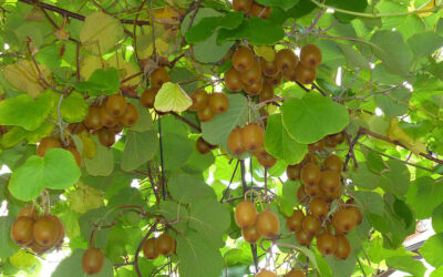 Venta de plantones de kiwi (Actinidia deliciosa)