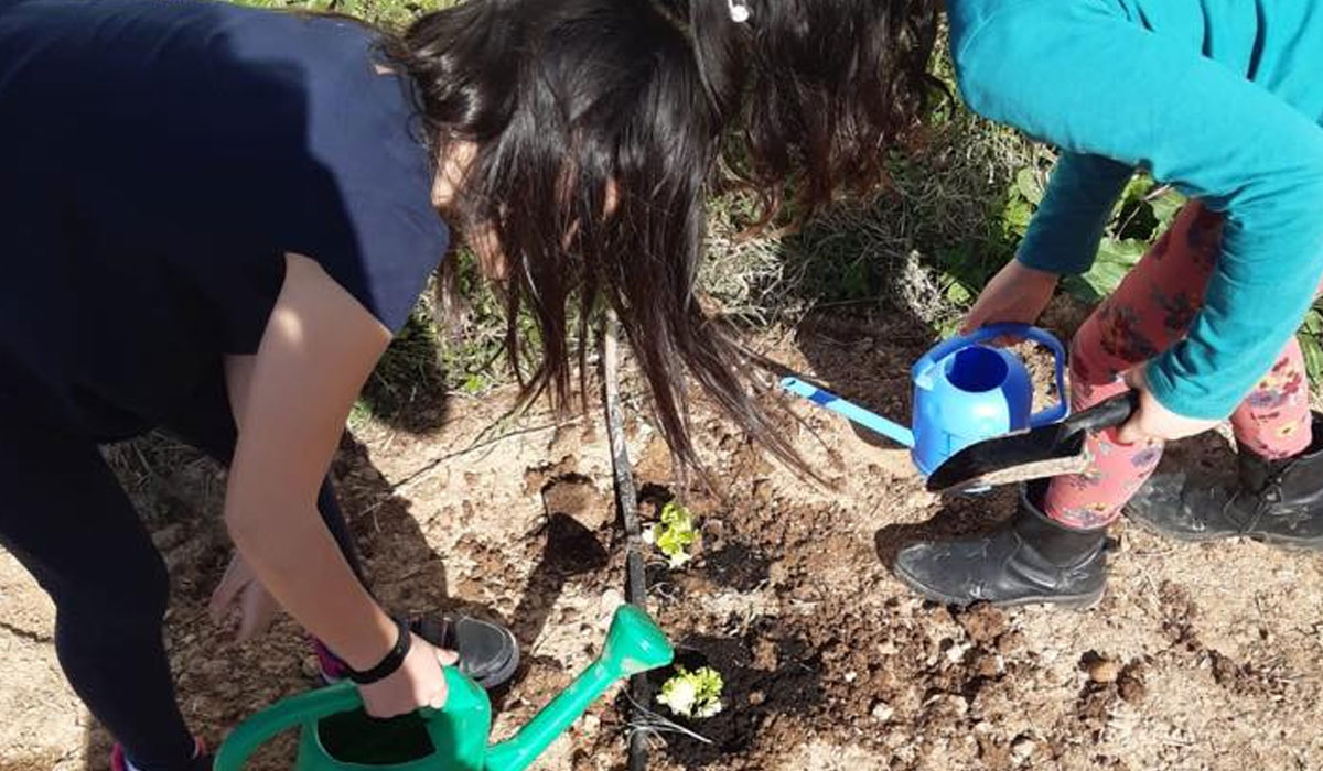 Plantación de hortalizas en el CEIP Jaume I de Alcasser