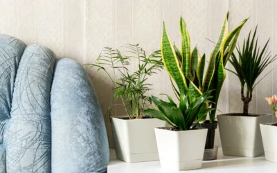 El poder de las plantas para tu bienestar