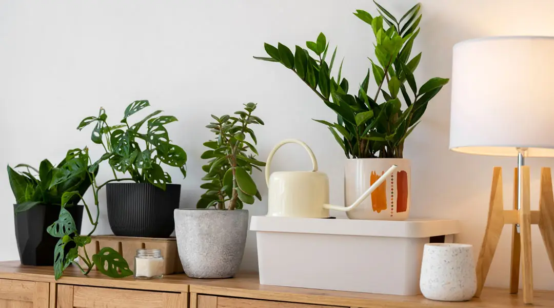 Plantas de interior Plantas de interior