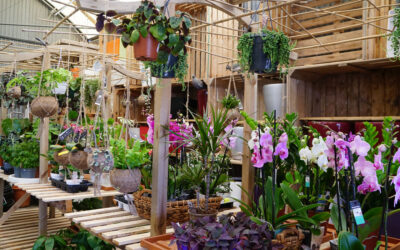 Plantas de interior que purifican el aire