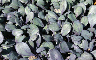Planteles de Brocoli