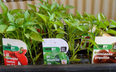 Planteles de pimientos en Valencia