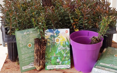 Plantación de la murta en Picassent