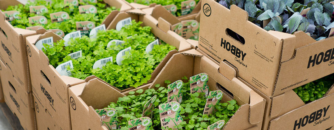 Planteles Hobby de Saliplant Planteles Hobby de Saliplant