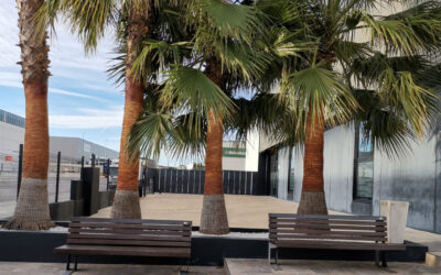 Poda de palmeras en Valencia