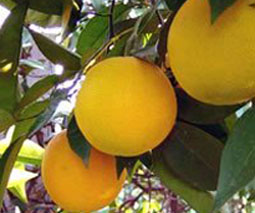 Pomelo (Citrus paradisi)