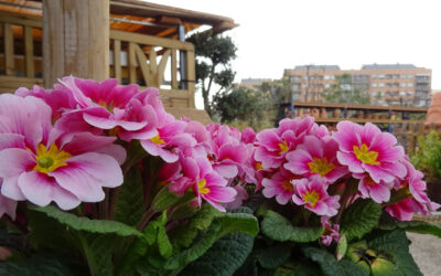 Primula acaulis para el otoño e invierno