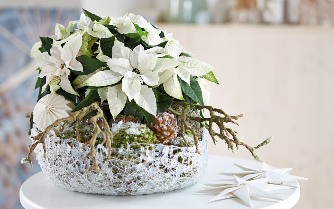 Centro de Princettia blanca