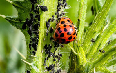 Plagas frecuentes en un huerto urbano y jardín
