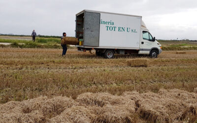 Paja de arroz en Valencia
