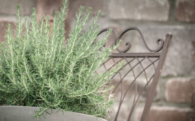 Cultivo de plantas de Romero en Valencia