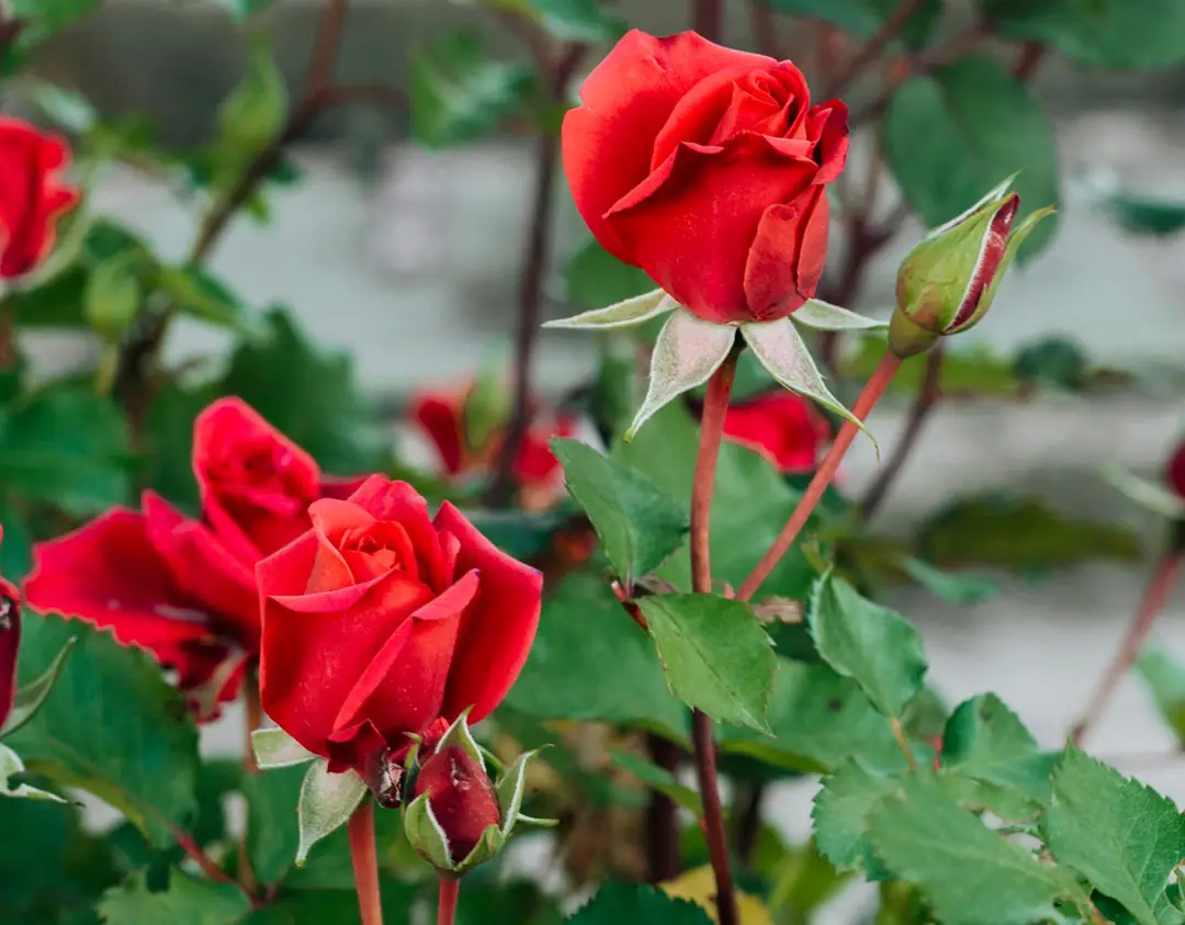 Rosal híbrido de té rojo