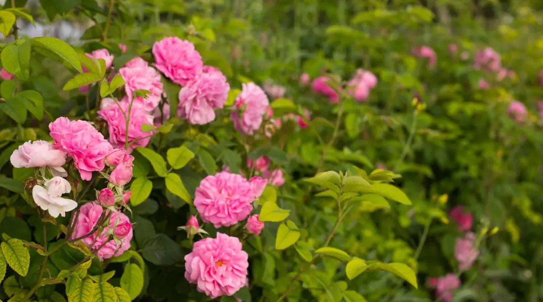 Rosal rosa en valla de jardín