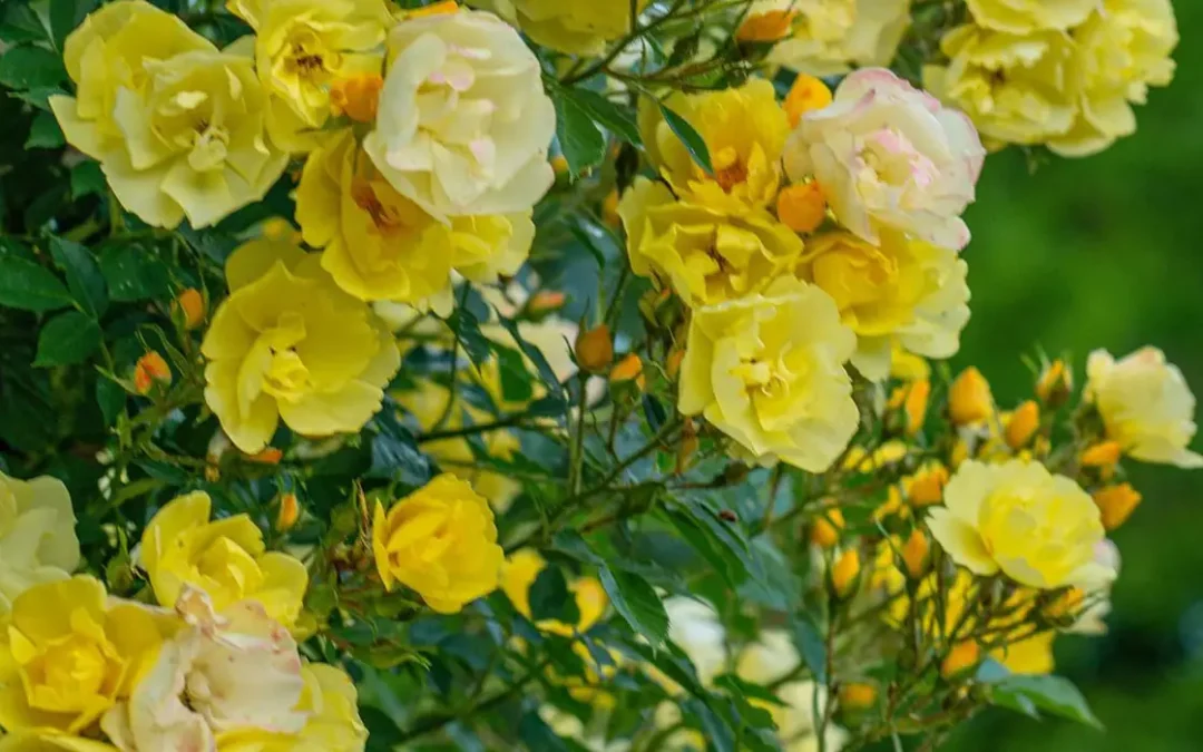 Rosal trepador amarillo