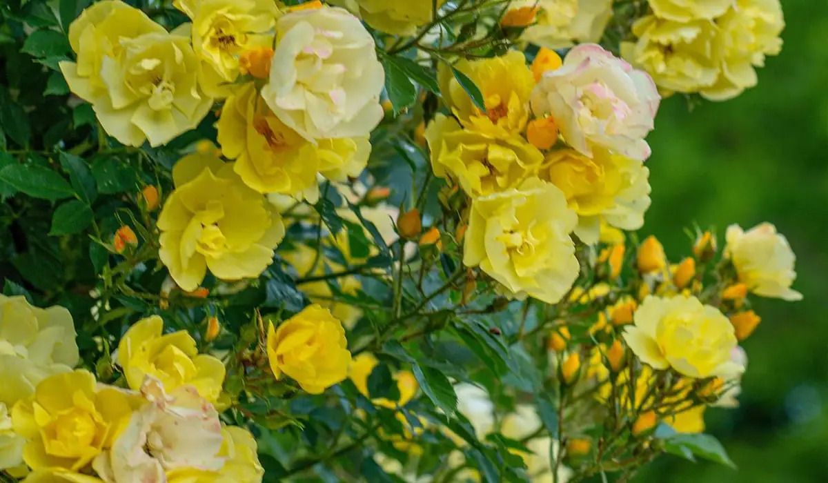 El rosal | Jardinería TOT en U en Valencia