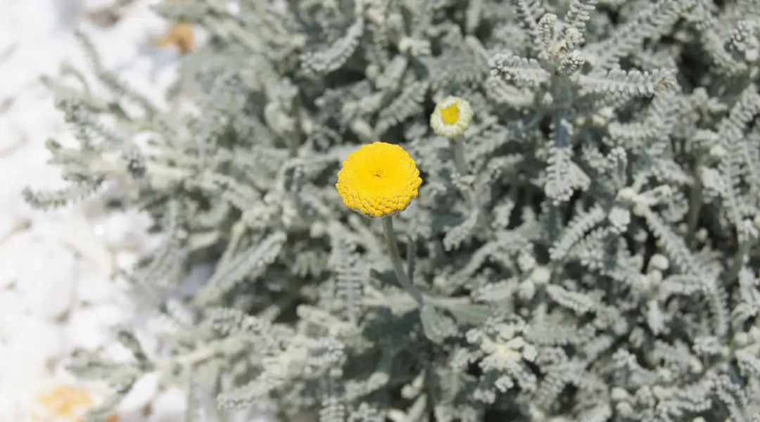 Santolina Santolina