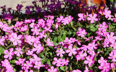 Silene pseudoatocion