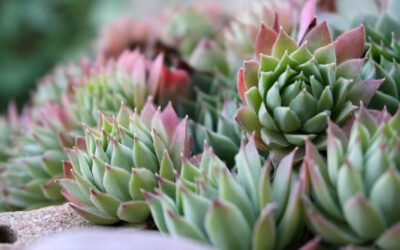 Cactus y suculentas