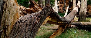 Poda y tala de urgencia de árboles