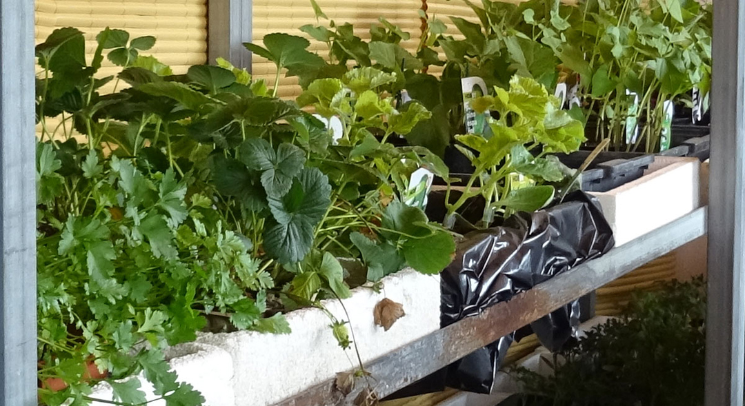 Planteles hortícolas en Tot en Ú Planteles hortícolas en Tot en Ú