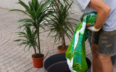 El trasplante de las plantas de interior