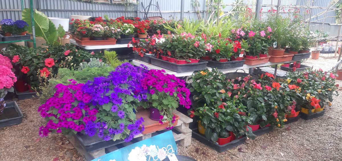 Venta de plantas en Tot en Ú