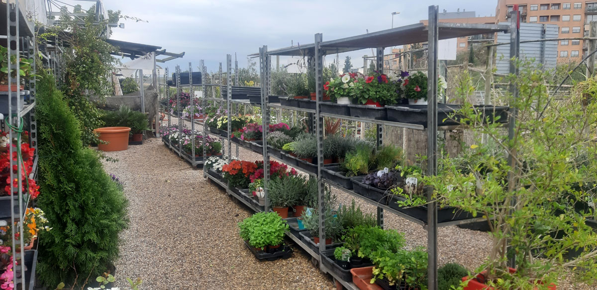Venta de plantas en Tot en Ú