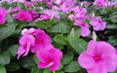 Vinca rosea